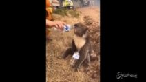 Australia in fiamme, allarme WWF: 8000 koala dispersi