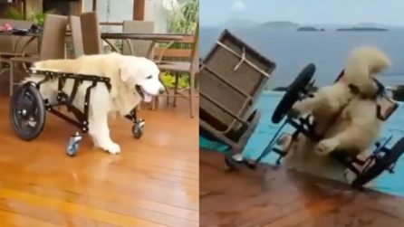 La gioia del adoro la piscina: anche se convalescente si tuffa in acqua