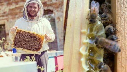 Il miele più dolce d'Italia: Giorgio Poeta, l'apicoltore che cura le api con l'amore