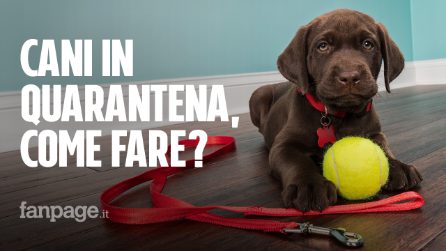 Cani e Coronavirus: come comportarsi con gli amici a quattro zampe