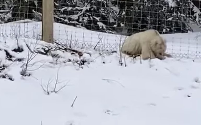 Orso Bianco Fa A Pezzi Una Donna
