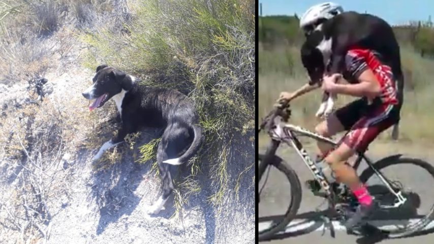 Ciclista salva un cane abbandonato: lo carica sulle spalle e pedala per ...