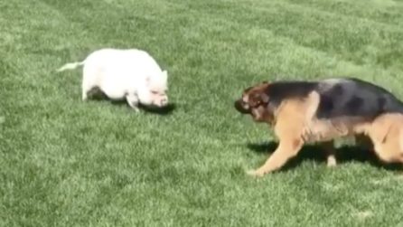 Il maiale e il pastore tedesco si "affrontano": il loro incontro è da non perdere