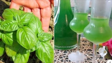 Liquore al basilico: la ricetta semplice da preparare in casa
