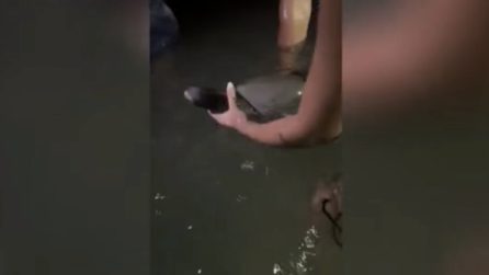 Salento, un delfino ferito si avvicina alla riva: soccorso da un gruppo di ragazzi
