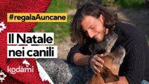 A Natale non regalare un cane, #regalaAuncane del canile