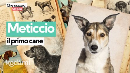 Perché il meticcio si chiama "bastardo"? Le origini del primo cane della storia
