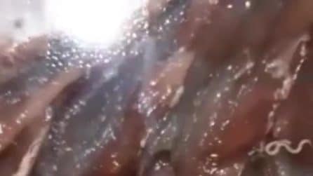 Al supermercato alici in vendita infestate da parassiti: potrebbero essere anisakis