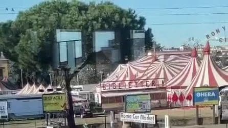 Due lama fuggono dal circo correndo: il video diventa virale