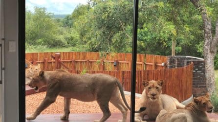 Proprietario apre la porta di casa e trova dei leoni che l'hanno occupata