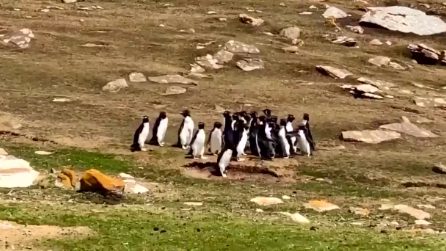 Due gruppi diversi di pinguini si incrociano: quello che succede è sorprendente