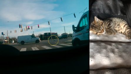 Le auto rischiano di travolgere il gattino: la manovra di una donna al volante gli salva la vita