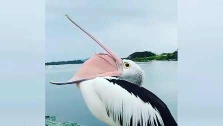 Avete mai visto lo sbadiglio di un pellicano? È davvero particolare
