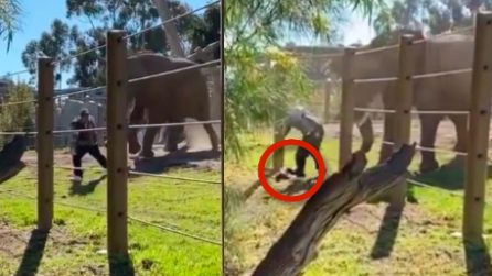 Uomo con figlia in braccio attaccato da un elefante, la piccola cade nel tentativo di fuga