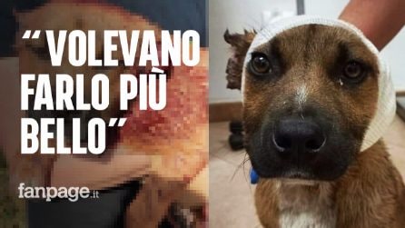 Bimbi di 10 anni mozzano le orecchie a un cucciolo randagio, i familiari: "Volevano farlo più bello"