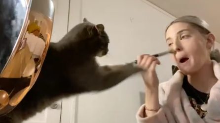 "Basta trucco", il gatto è contro il make-up e prova a fermare la ragazza