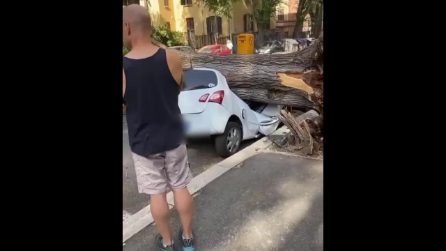 Paura a Roma, grosso albero cade per strada vicino alla fermata dell'autobus: auto distrutte