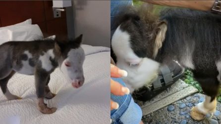 Abbandonato dalla mamma solo perché troppo basso: il cavallo più piccolo al mondo impara a camminare