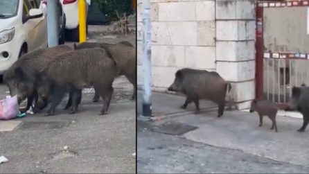 Cinghiali si aggirano alla Balduina tra il mercato e la scuola elementare