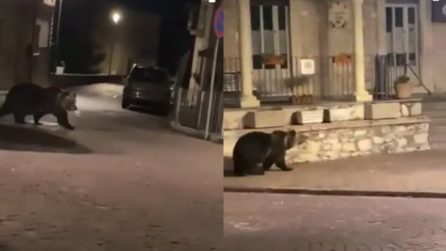 Orso se ne va a spasso per le vie del paese tra lo stupore dei passanti