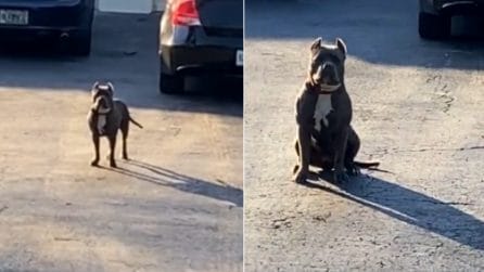 "Sei bravo vero?", deve fare una consegna ma c'è un cane di guardia ad attenderlo