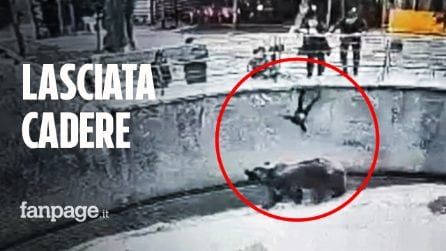 Orrore allo zoo, mamma lascia cadere figlia di 3 anni nella gabbia dell’orso
