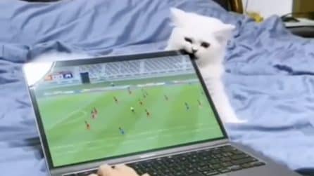 Il gattino morde il monitor del laptop: una brutta sorpresa per il ragazzo