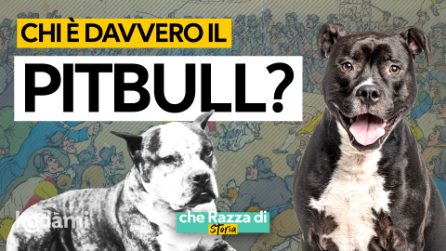 Cosa devi sapere sul Pitbull, la storia di un cane combattente