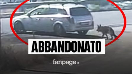 Abbandona il cane e scappa: il pastore tedesco prova a corrergli dietro sotto il sole
