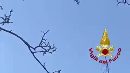 Tre giardinieri rimangono bloccati su un albero a 25 metri d'altezza: salvati dai vigili del fuoco