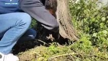 Tana scavata in un albero come nascondiglio della droga: sequestrati cocaina e crack