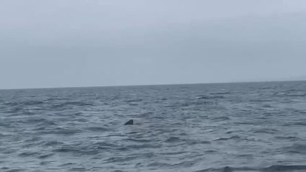 Squalo elefante avvistato a Gallipoli