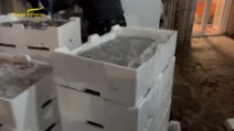 Il video del sequestro di oltre 800 chili di pesce da 60mila euro: non aveva alcun certificato
