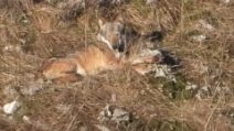 L'incontro con un branco di lupi su una montagna in Abruzzo: le splendide immagini