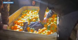 Catania, oltre 280 chili di marijuana e hashish nascosti in camion di frutta dalla Spagna