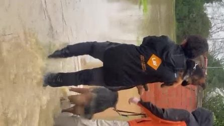 I cuccioli salvati dalla Lav in Toscana