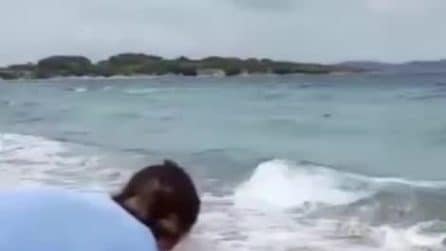 Sardegna, mamma squalo blu agonizzante partorisce venti piccoli e muore