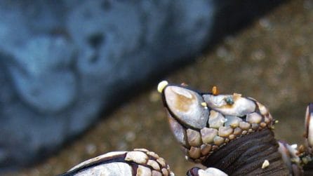 Percebes, i crostacei più cari al mondo: ecco perché costano così tanto