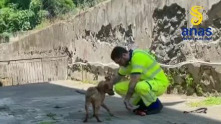 Adottato "Stradino", il cagnolino abbandonato sulla Sorrentina e salvato dall'Anas