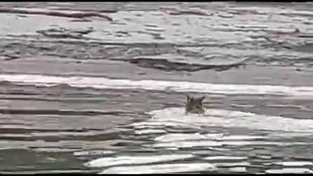 Pescatore filma un lupo mentre attraversa a nuoto il fiume Po: "Eccezionale l'averlo registrato"