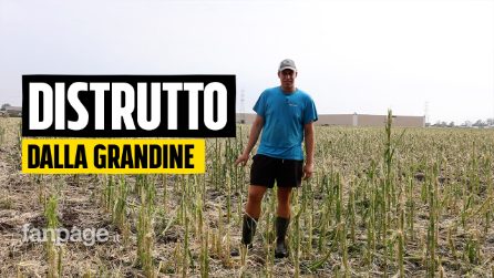 Milano, grandine distrugge campo di mais: "Pensavo di aver visto il peggio con la siccità e invece"