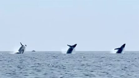 Tre megattere saltano contemporaneamente fuori dall'acqua: le rare e straordinarie immagini