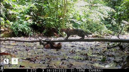 Ocelot attacca un bradipo ma resta a pancia vuota: le rarissime immagini dell'attacco