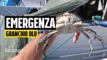 Invasione del granchio blu in Veneto: "Fa paura, è una specie che non finisce mai di riprodursi"