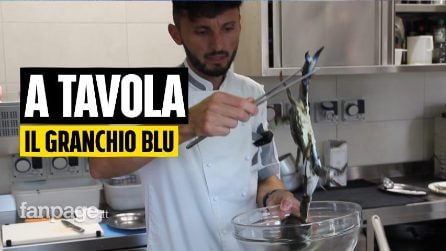 Emergenza granchio blu, in Veneto c'è chi lo cucina: "Il primo preparato tre mesi fa prima del boom"