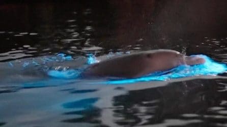 Lo spettacolo del delfino che caccia tra le onde bioluminescenti della Florida