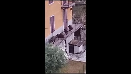 Otto cinghiali trovati su un terrazzo di una casa di Bellano