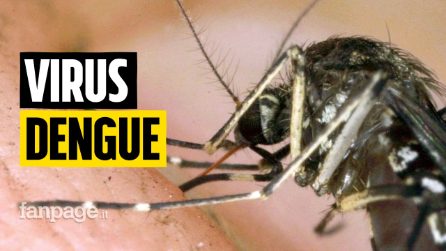 Virus Dengue, le parole del dottor Nicastri (Spallanzani): "I casi dovuti al cambiamento climatico"