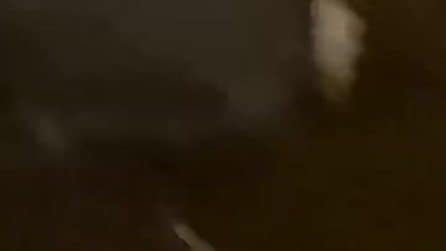 Le ultime immagini dell’orsa Amarena uccisa a fucilate in Abruzzo