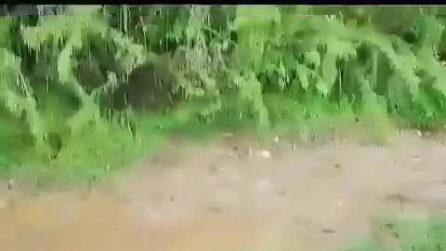 Torna in libertà la volpe Red: il cucciolo ero stata investito da un'auto